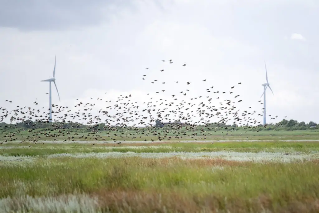 Salzwiesen mit Vogelschwarm auf der Nordseeinsel Borkum