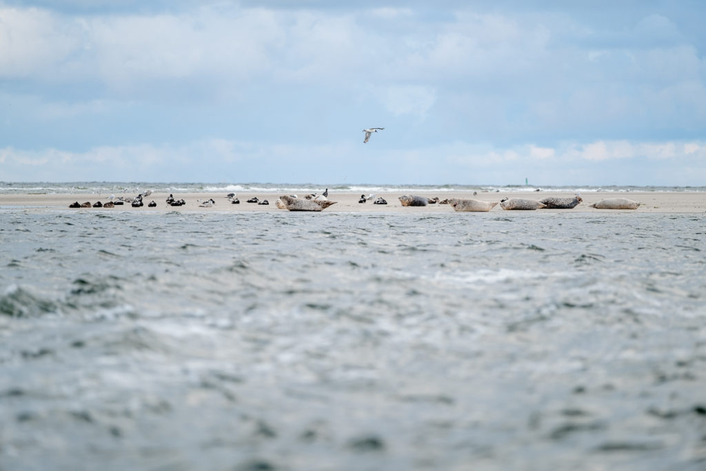 Seehundbank auf Borkum