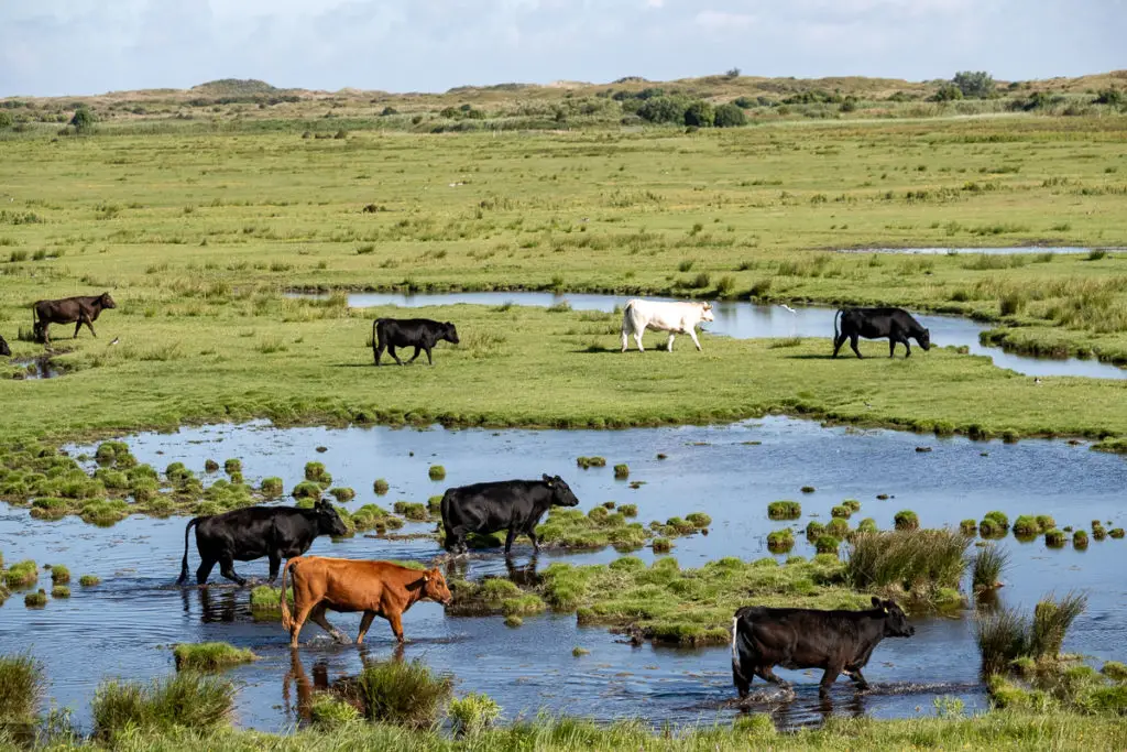 Dünen mit Kühen auf der Nordseeinsel Borkum