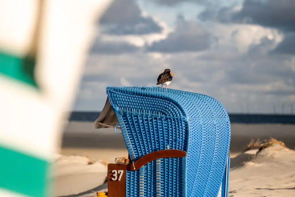 Austernfischer macht Pause auf einem Strandkorb der Nordseeinsel Borkum