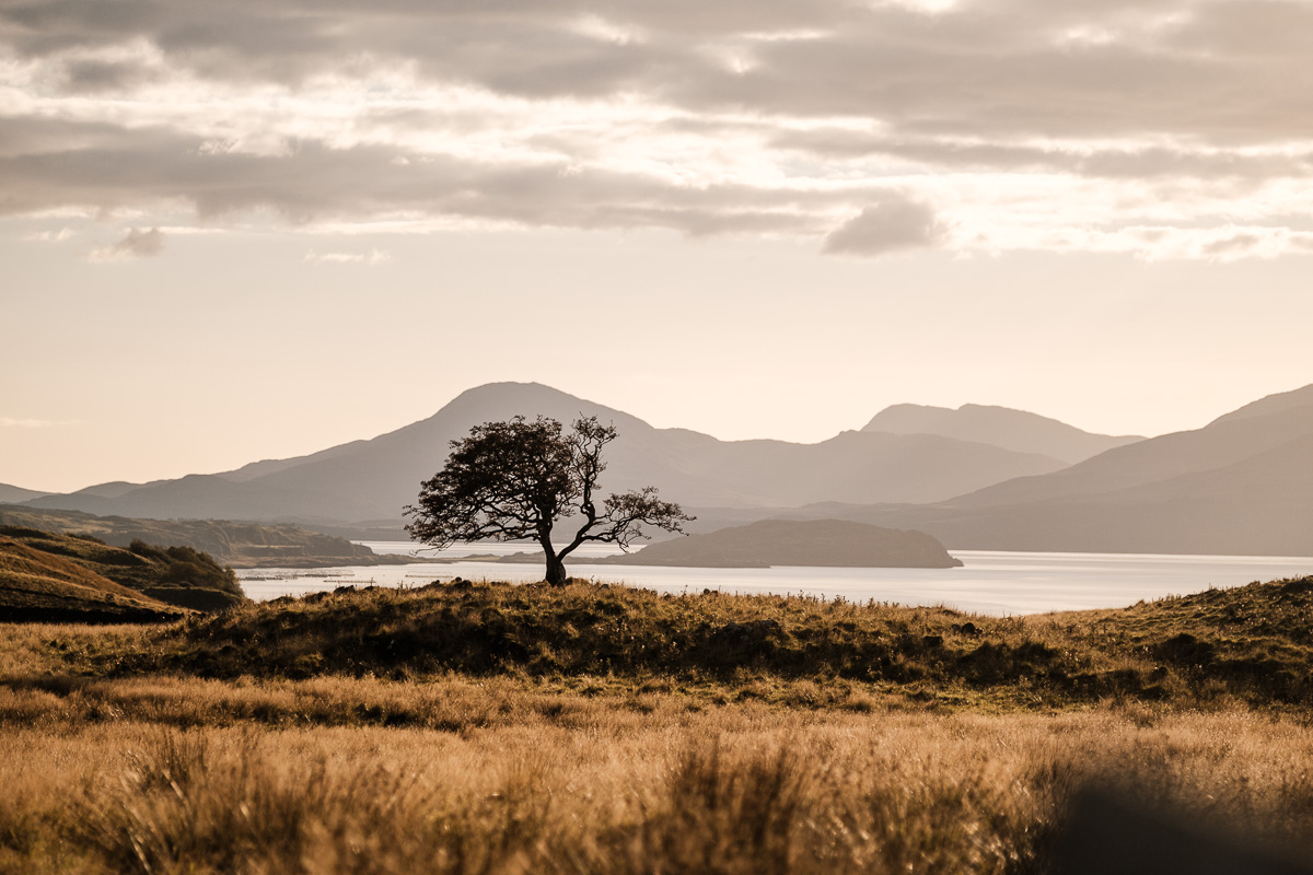 Malerischer Sonnenuntergang mit dem Blick auf einen alleinstehenden Baum auf der Isle of Lismore