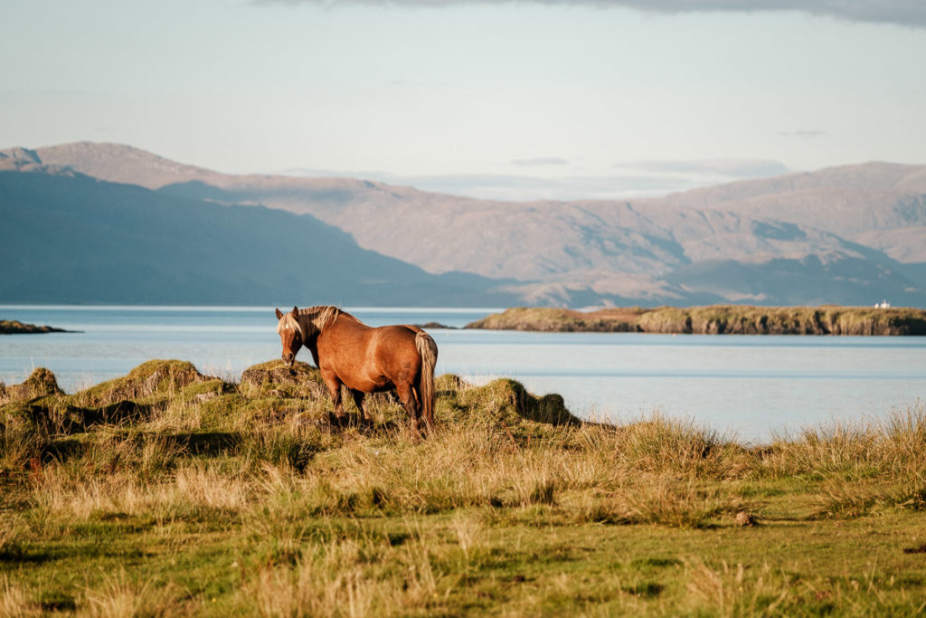 Abendstimmung auf der Isle of Lismore inmitten der schottischen Natur des Ballimackillichan Croft.